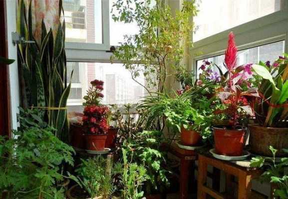 露台植物大太阳都活的很好，为什么室内植物就很难养活？室内植物如何养活