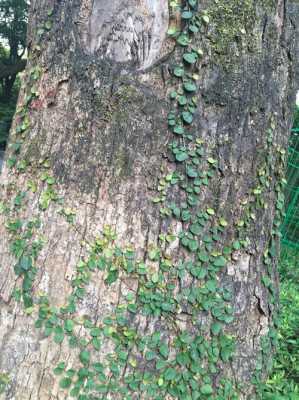 藤状攀爬在石壁或树上有香味，请问学名是什么有何功用？什么藤蔓植物香