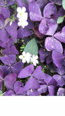 紫色叶子的植物有哪些？紫色叶子室内植物