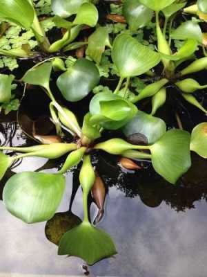 适合阴凉处生长种在水里的植物？耐阴凉环保植物