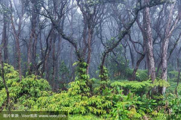 三种生活在热带雨林的动物或者植物？什么植物喜欢雾