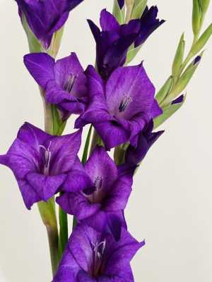 紫色剑兰花图片（蓝紫色剑兰）
