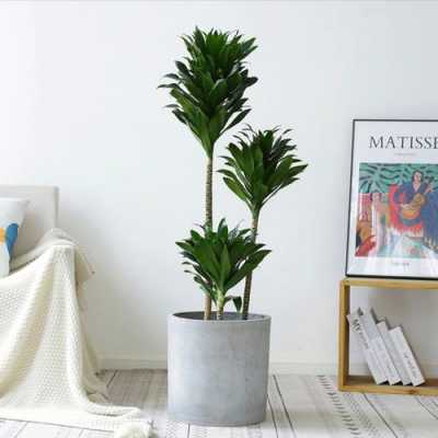 室内耐阴大型植物排名？室内耐荫的植物