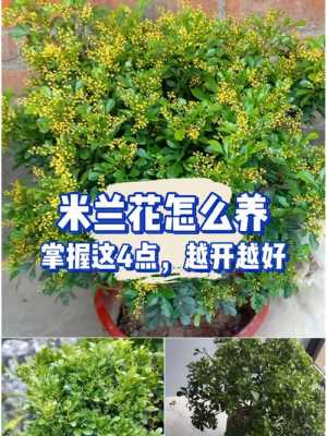 冬天米兰花怎么养（冬天米兰怎么养护）