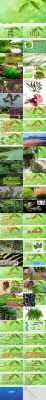 藻类植物苔藓植物蕨类植物的区别？藻类植物网图