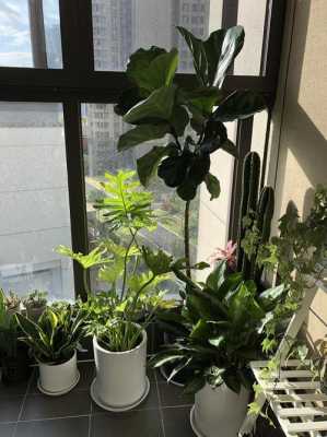 空调房放什么植物比较好？冬天开空调种植物