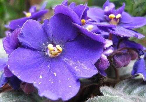 紫罗兰花的特点（紫罗兰花的特点 和外形描写一句话一年级）