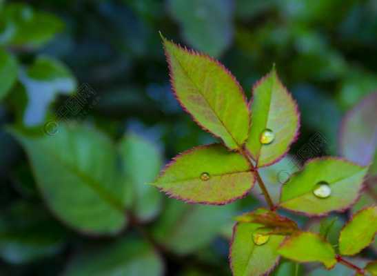 为什么春雨花叶子上有水滴？植物的叶子吐水-图3