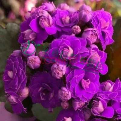 长寿花紫瑞朵是大花吗？盆栽紫色小花植物有