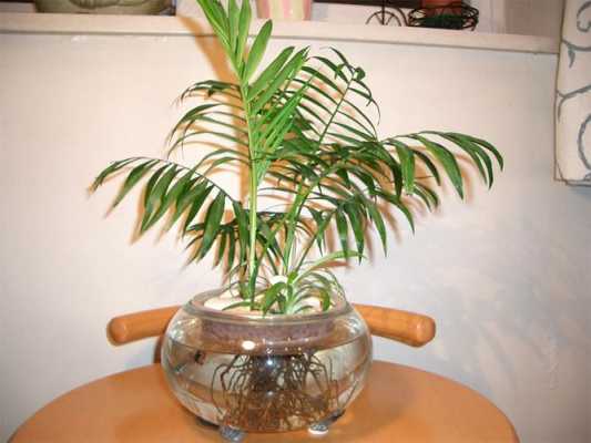 袖珍椰子可以用水养吗？椰子植物可以水培吗