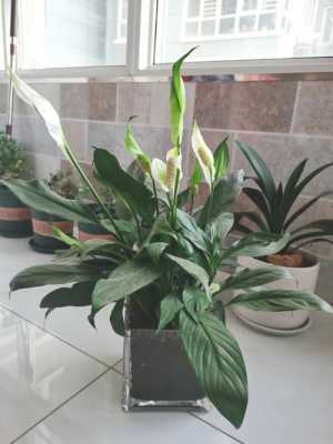 养白掌十大忌讳?植物白掌怎么养-图1 养白掌十大忌讳?植物白掌怎么养-图1