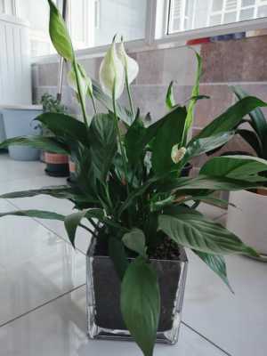 养白掌十大忌讳?植物白掌怎么养-图3 养白掌十大忌讳?植物白掌怎么养-图3