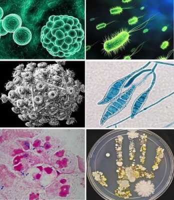 单独的病原微生物是什么？植物病原支原体是