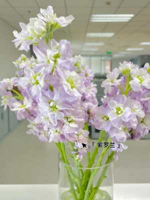 紫罗兰花长得什么样子（紫罗兰的花是什么样子）