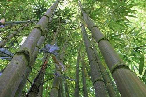 芝麻能不能杀死竹林？什么植物跟竹子共存
