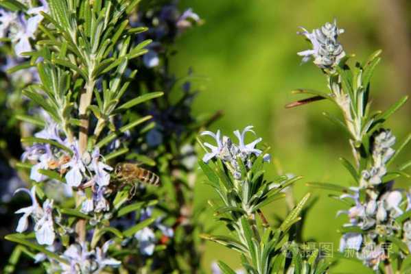 为什么蜜蜂身上很香？带有蜜蜂香的植物