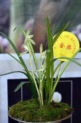 贵州最贵兰花品种及价格（贵州最贵的兰花是多少钱一株）