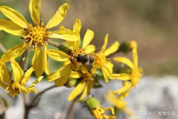 中蜂原始生长环境？中蜂的蜜源植物