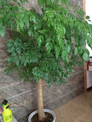 海南菜豆树的养殖方法和注意事项？水种植物 菜豆树