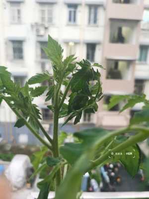 西红柿秧苗卷叶怎么办？植物蕨叶怎么养护