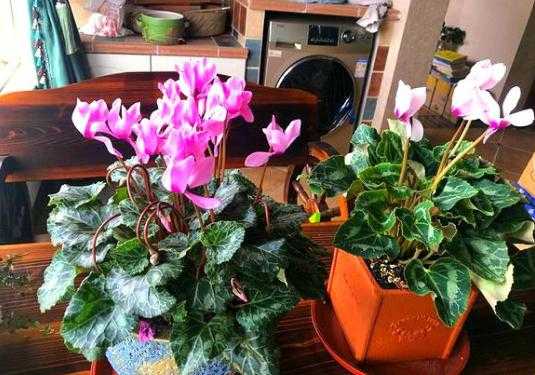 适合冬季零下五六度的室内花有几种？适合低温的家养植物