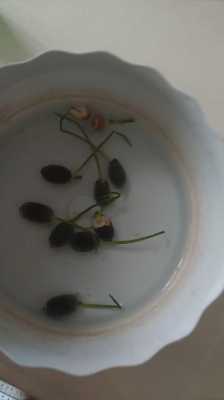 水培碗莲种子长白毛了怎么办？水培植物 根部 霉菌-图2
