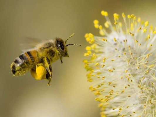 什么昆虫传播花粉？哪些植物靠蜜蜂传播