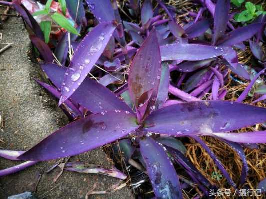 海里紫色的植物是什么？海里的危险的植物
