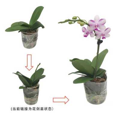 固定蝴蝶兰花剑的管理(固定蝴蝶兰花剑的管理方法视频)-图3 固定蝴蝶兰花剑的管理(固定蝴蝶兰花剑的管理方法视频)-图3