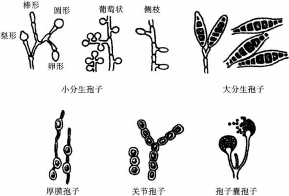 真菌孢子和真菌菌丝怎么产生的？真菌是孢子植物-图1