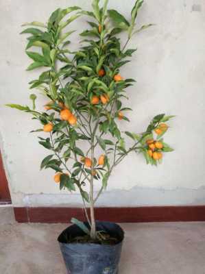 观赏小红橘子树的养殖方法？观赏类植物怎么养