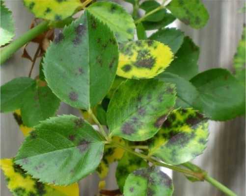 植物点斑效果怎么样？黑斑病防治植物