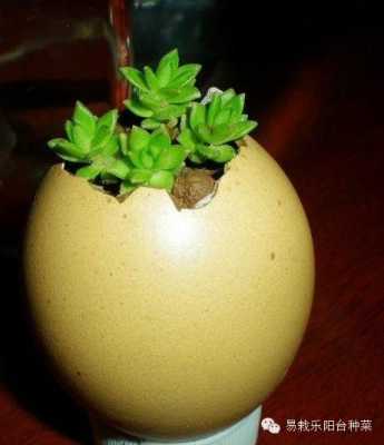 蛋壳种菜的正确方法？什么植物适合放蛋壳