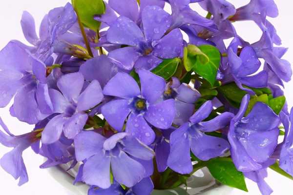 紫罗兰花能放家里养吗（紫罗兰可以在家养吗）
