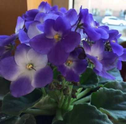 紫罗兰花怎么才能开花（紫罗兰花几月开花）