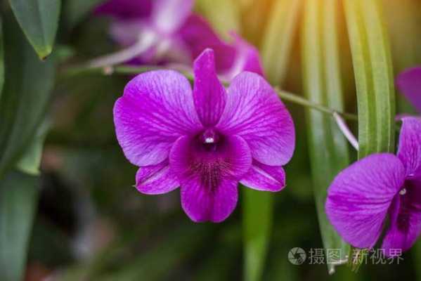 开紫色花的野生兰花（开紫色的小花的兰草）-图1