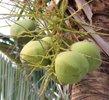 椰子为什么有棕色的和绿色的？椰子植物的种类图片-图1