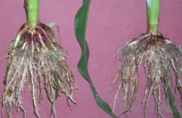 打玉米下根子的药几天才有效果？直根子植物图片