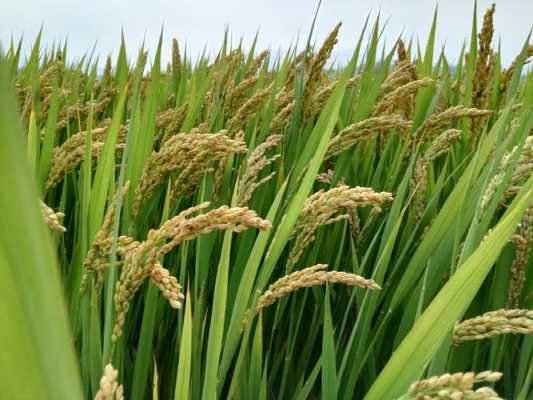 大米是什么植物？水稻是哪种植物-图2