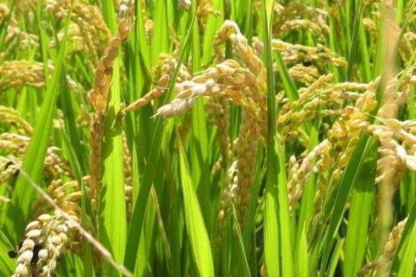 大米是什么植物？水稻是哪种植物-图3