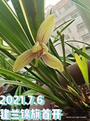 兰花锦旗叶片多宽(建兰锦旗花芽)-图2 兰花锦旗叶片多宽(建兰锦旗花芽)-图2