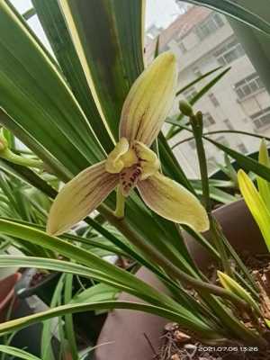 兰花锦旗叶片多宽(建兰锦旗花芽)-图3 兰花锦旗叶片多宽(建兰锦旗花芽)-图3