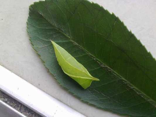 有种虫子和绿叶长得一样是什么虫子？哪些植物的叶子相似