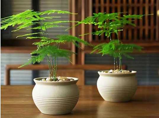 文竹怎么养文竹的养殖方法和注意事项？室内植物文竹怎么养殖