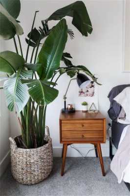 卧室里最多能摆放几盆绿色植物？房间宜放的植物