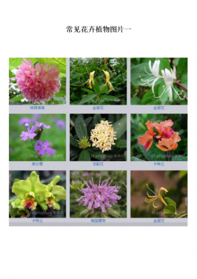 一年级植物有哪些种类名称？常见的植物花名称-图1