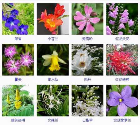 一年级植物有哪些种类名称？常见的植物花名称-图2