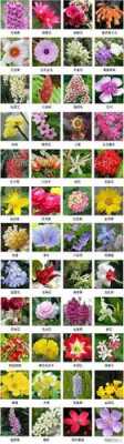 一年级植物有哪些种类名称？常见的植物花名称-图3