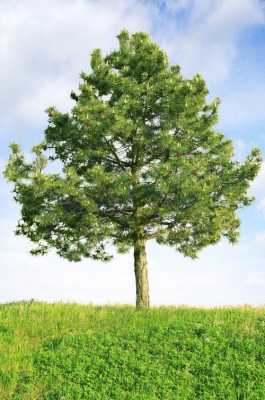 四季常青的树是松树和柏树杨树和桦树？常青的植物图片