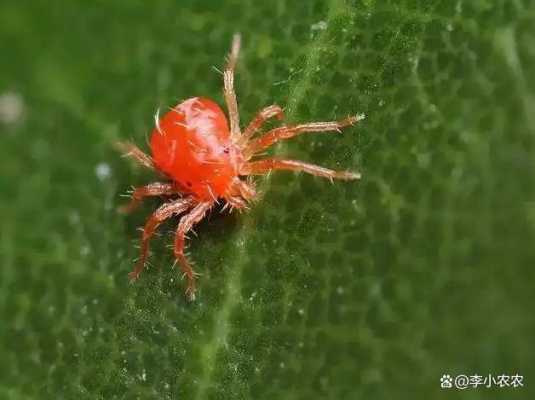 怎么预防蜘蛛啊?樟脑丸有用吗？蜘蛛最怕什么植物